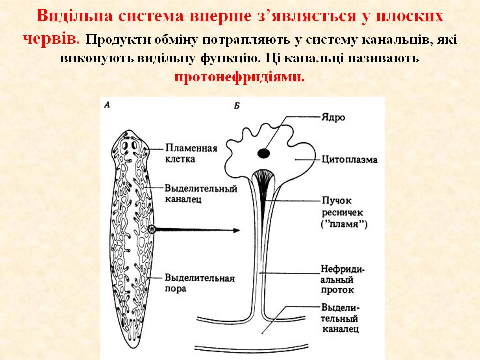 Виділення 7клас by Pidgorodetska Olena - Ourboox.com