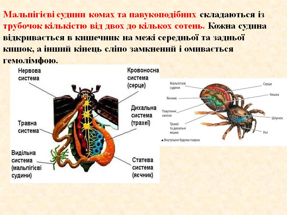 Виділення 7клас by Pidgorodetska Olena - Ourboox.com