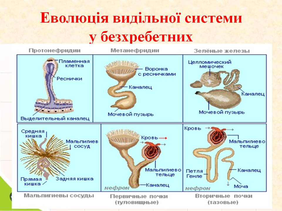 Виділення 7клас by Pidgorodetska Olena - Ourboox.com