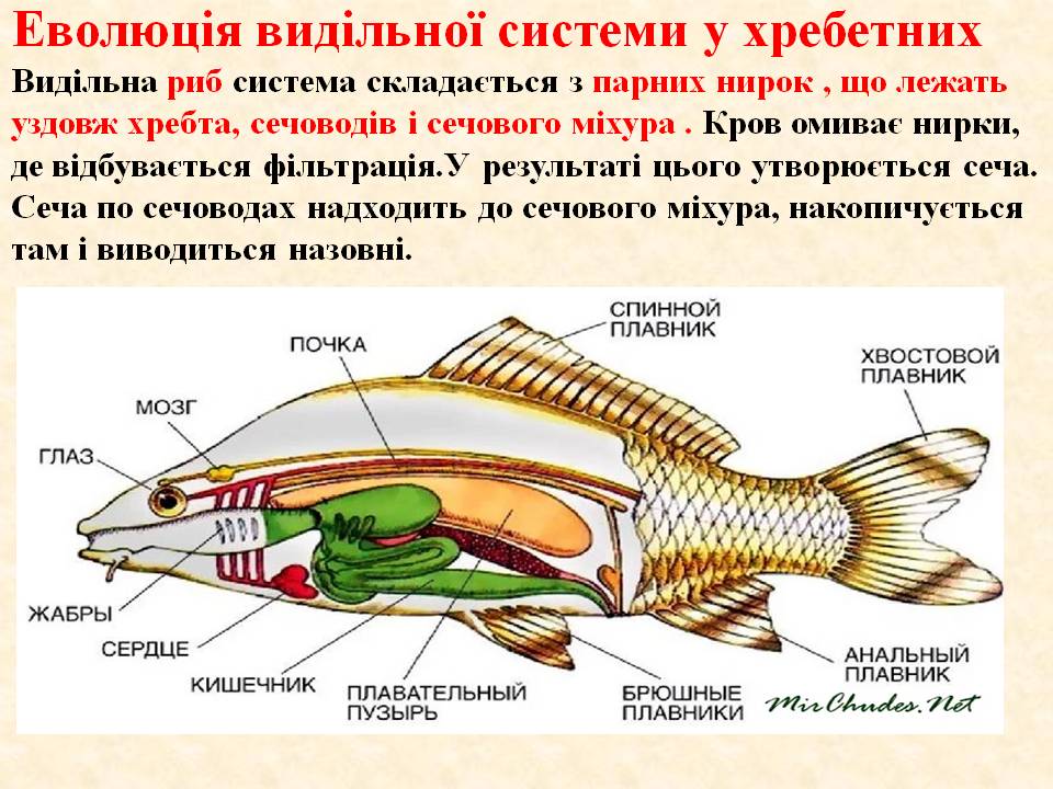 Виділення 7клас by Pidgorodetska Olena - Ourboox.com