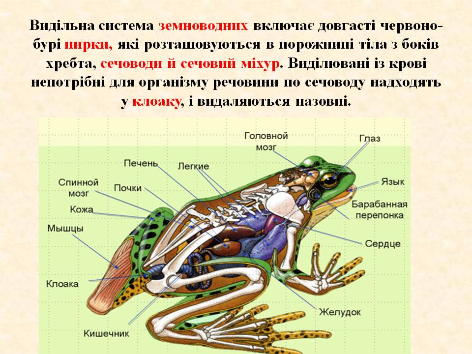 Виділення 7клас by Pidgorodetska Olena - Ourboox.com