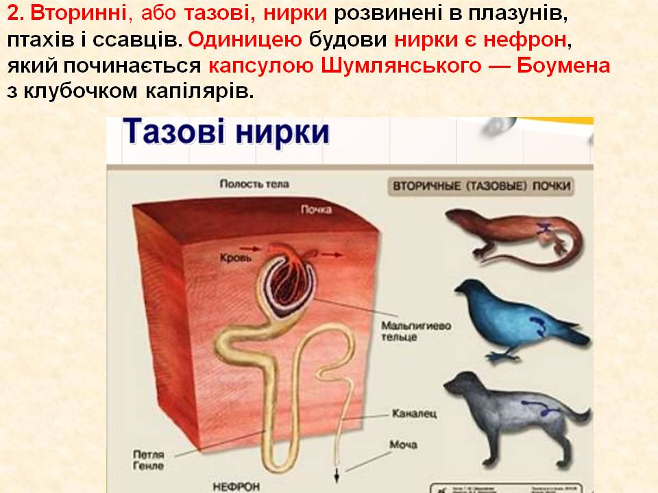 Виділення 7клас by Pidgorodetska Olena - Ourboox.com