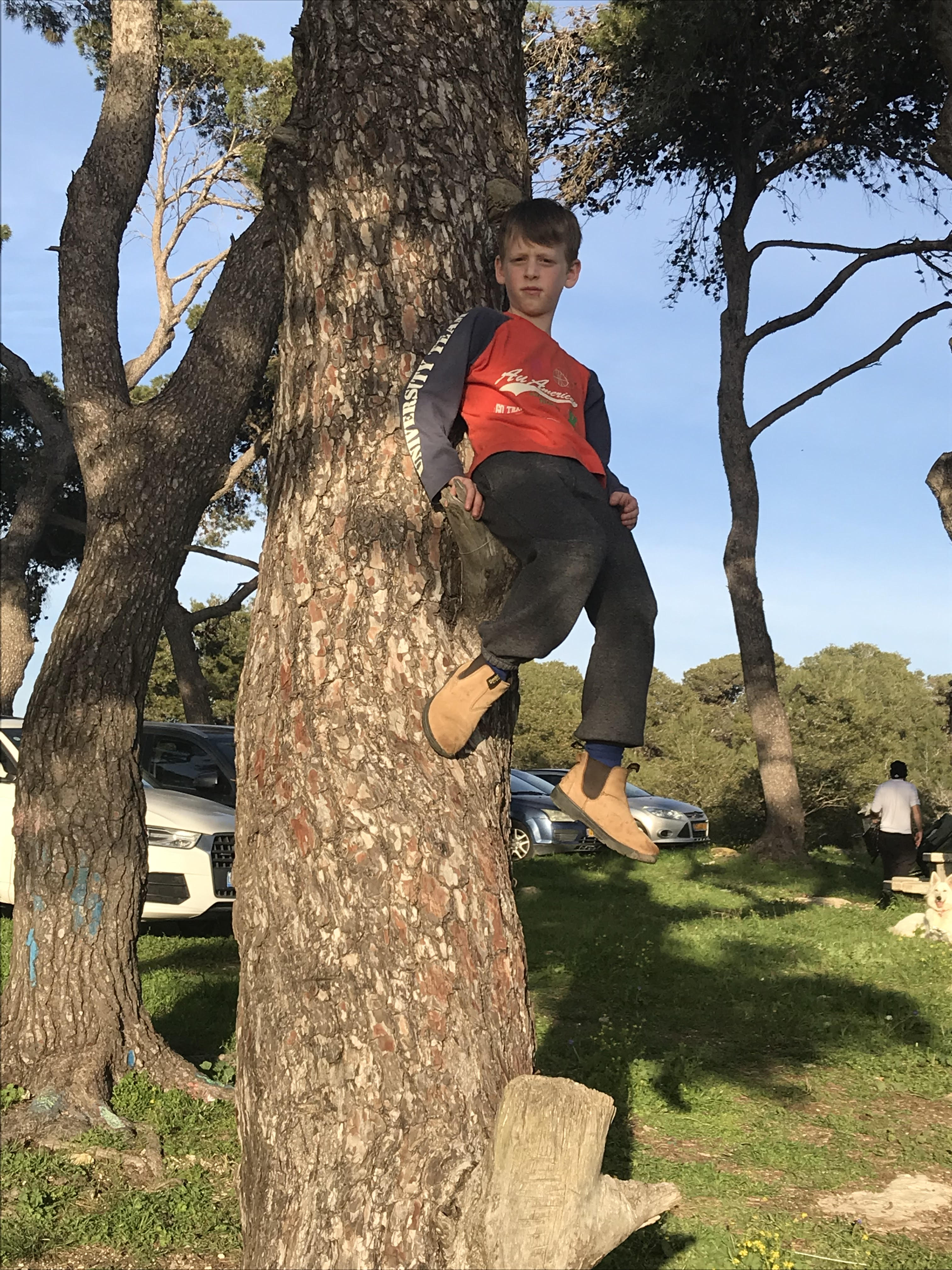 טיפסתי על עצים