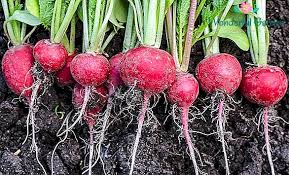 الفلاح by Hanan - Illustrated by   HANAN   AWAAD - Ourboox.com