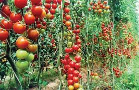 من يحب البندوره