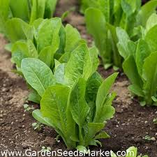 الفلاح by Hanan - Illustrated by   HANAN   AWAAD - Ourboox.com