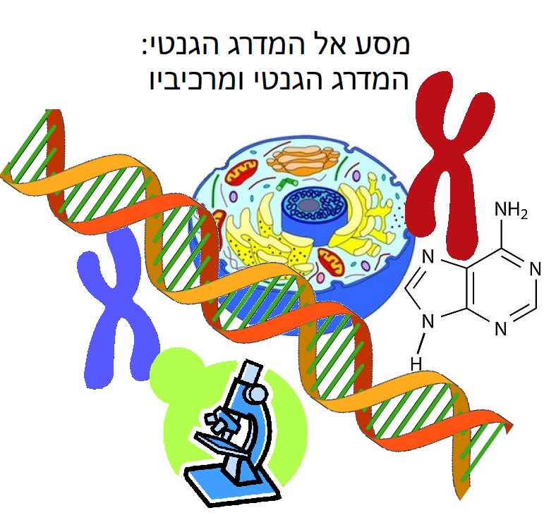 מסע אל המדרג הגנטי: המדרג הגנטי ומרכיביו by yali rosenfeld - Ourboox.com