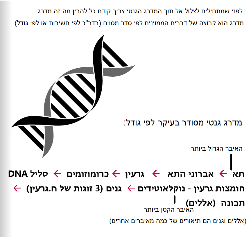 מסע אל המדרג הגנטי: המדרג הגנטי ומרכיביו by yali rosenfeld - Ourboox.com