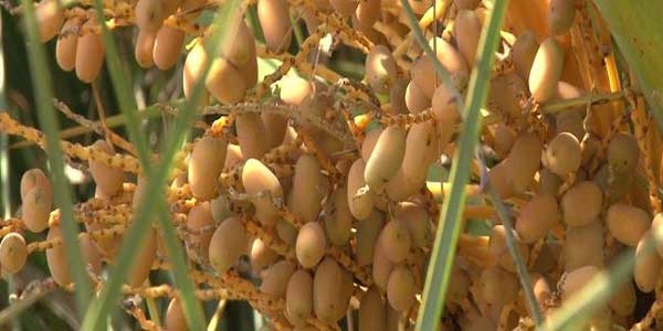 Yalnızca Türkiye ‘de Yetişen Bitkiler by InTheDarkNova - Illustrated by                                                                             Taha Batuğ - Ourboox.com