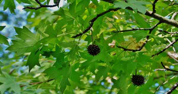 Yalnızca Türkiye ‘de Yetişen Bitkiler by InTheDarkNova - Illustrated by                                                                             Taha Batuğ - Ourboox.com