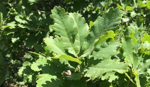 Yalnızca Türkiye ‘de Yetişen Bitkiler by InTheDarkNova - Illustrated by                                                                             Taha Batuğ - Ourboox.com