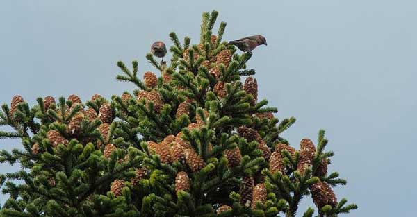 Yalnızca Türkiye ‘de Yetişen Bitkiler by InTheDarkNova - Illustrated by                                                                             Taha Batuğ - Ourboox.com