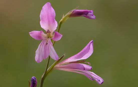 Yalnızca Türkiye ‘de Yetişen Bitkiler by InTheDarkNova - Illustrated by                                                                             Taha Batuğ - Ourboox.com