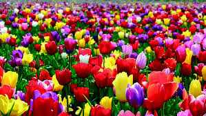 Yalnızca Türkiye ‘de Yetişen Bitkiler by InTheDarkNova - Illustrated by                                                                             Taha Batuğ - Ourboox.com