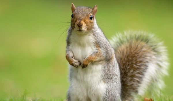 Как се нарича това животно? Знаеш ли къде живее?