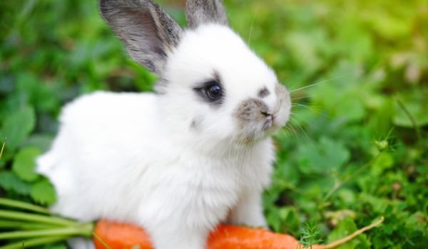 Ето и едно доволно Зайче! Защо го наричаме доволно?