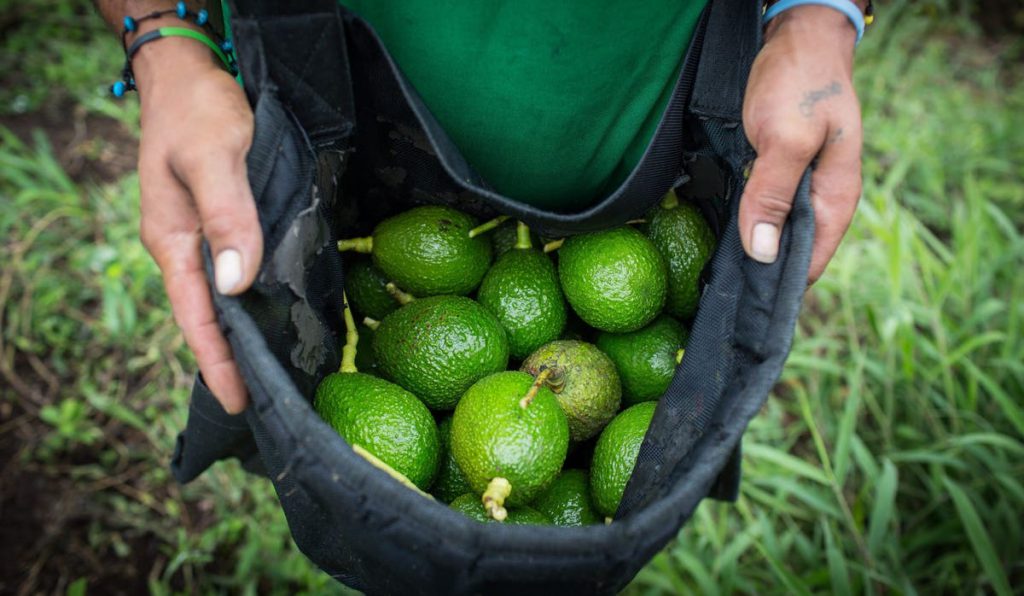 אבוקדו by Hodaya Hoter Yshai - Ourboox.com