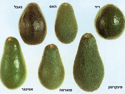 אבוקדו by Hodaya Hoter Yshai - Ourboox.com