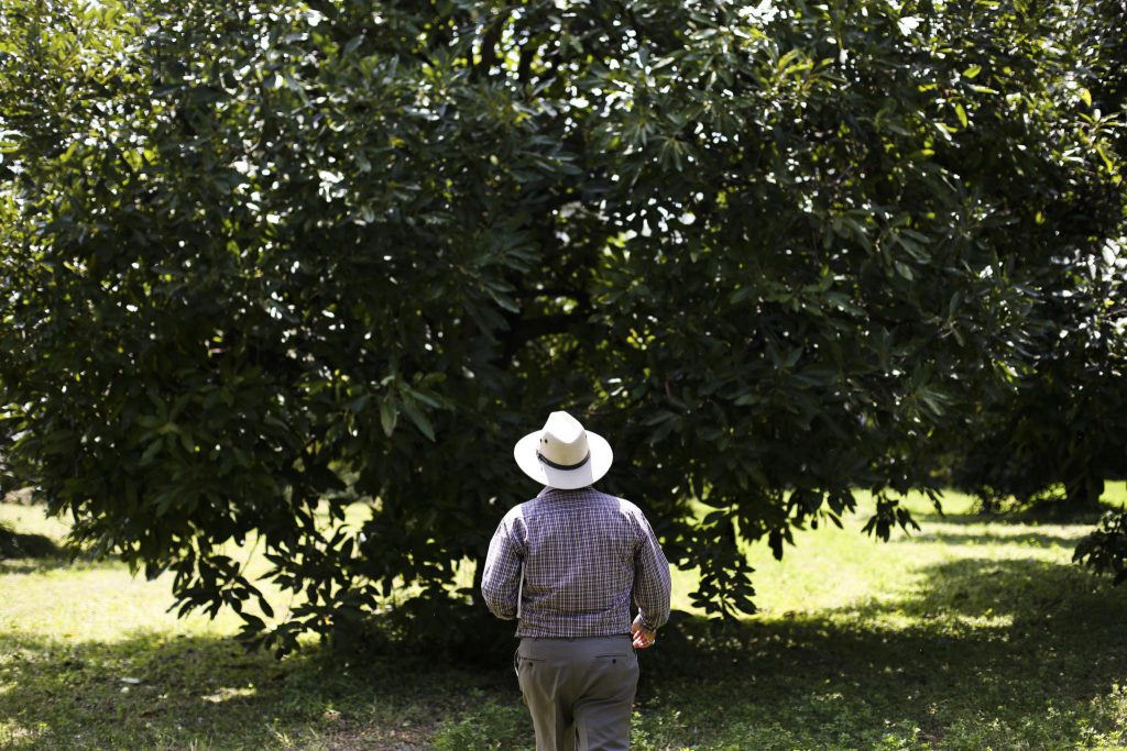אבוקדו by Hodaya Hoter Yshai - Ourboox.com