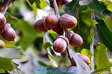 Знаеш ли какво е това? Жълъди, правилно. Кой обича да си похапва жълъди?