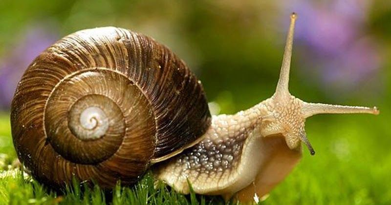 فصول السنة الأربعة by alaa joron - Illustrated by آلاء جرن & تامر كبها   - Ourboox.com