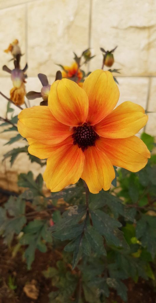 كتاب شفاء by shifaa - Illustrated by شفاء - Ourboox.com