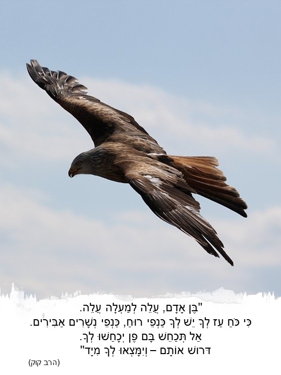 כנפי הרוח של גן עוגן by maayan barzilay - Illustrated by מעיין ברזילאי - Ourboox.com