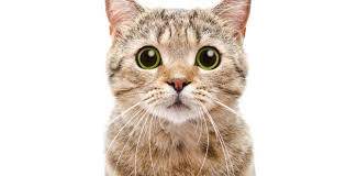 היו ימים by merav katz - Illustrated by מירבלה - Ourboox.com