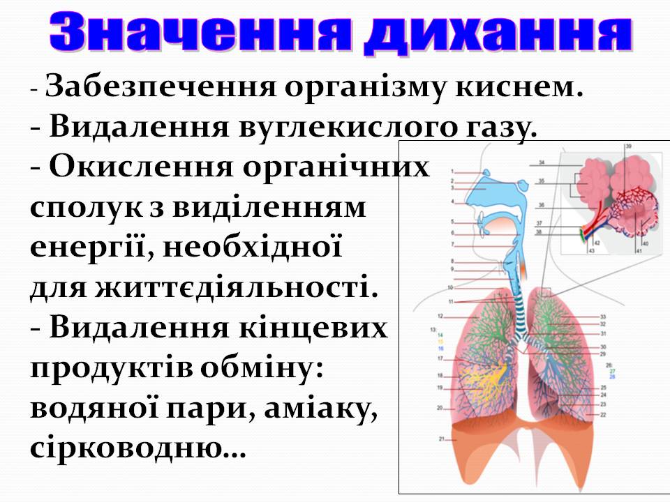 Дихання by Pidgorodetska Olena - Ourboox.com