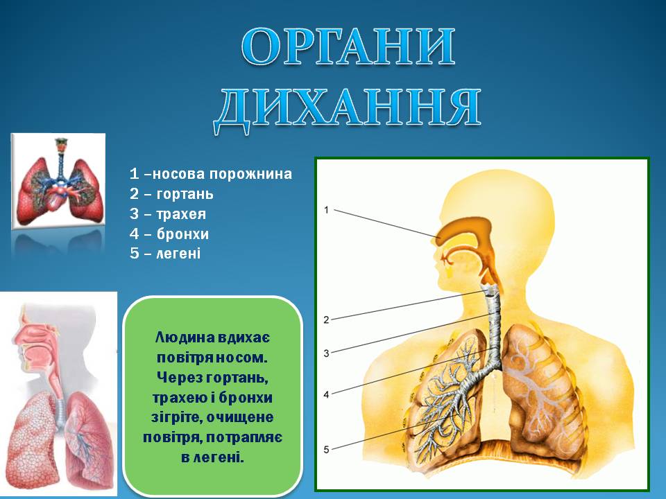 Дихання by Pidgorodetska Olena - Ourboox.com