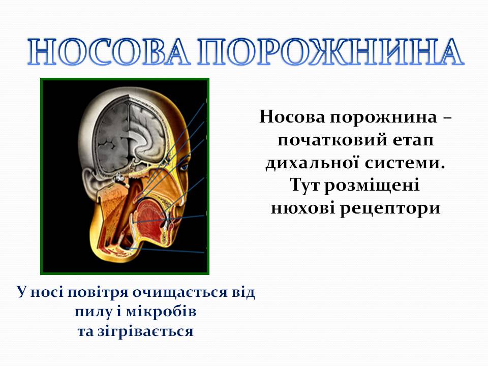 Дихання by Pidgorodetska Olena - Ourboox.com