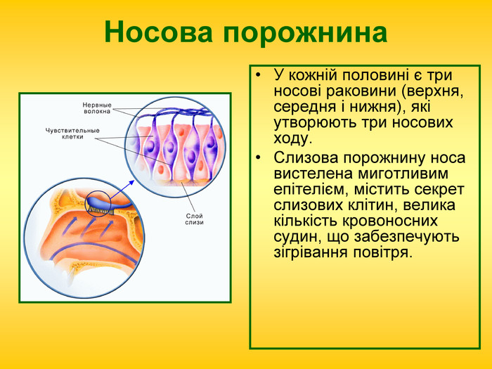 Дихання by Pidgorodetska Olena - Ourboox.com