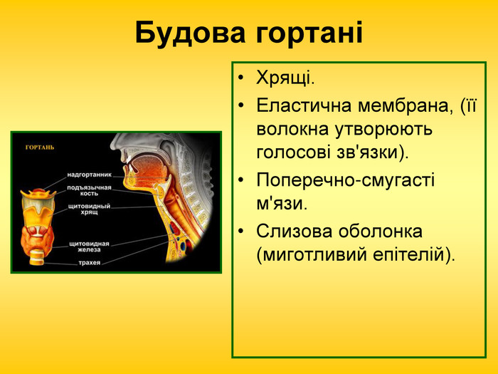 Дихання by Pidgorodetska Olena - Ourboox.com