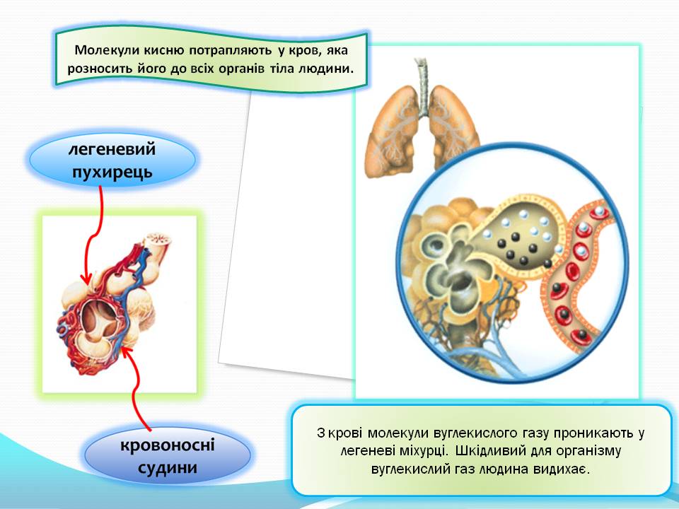 Дихання by Pidgorodetska Olena - Ourboox.com