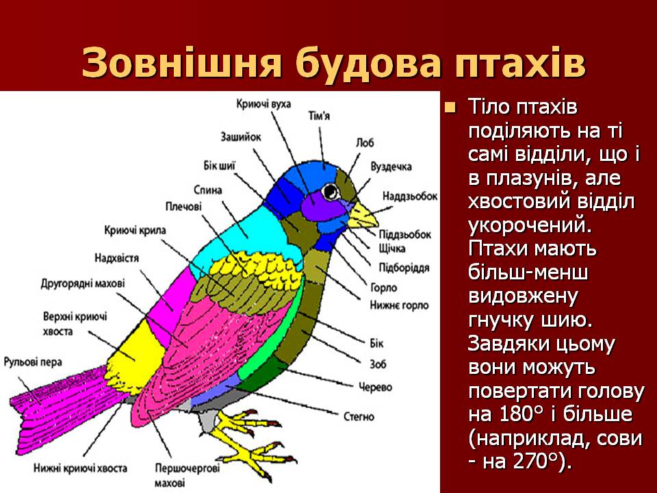 Птахи by Pidgorodetska Olena - Ourboox.com