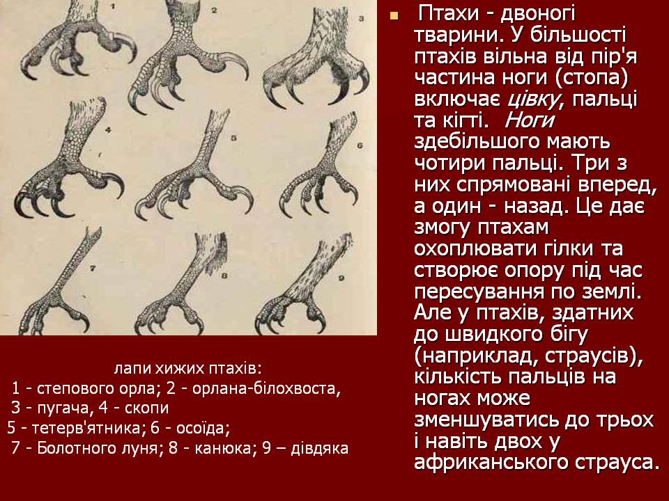 Птахи by Pidgorodetska Olena - Ourboox.com