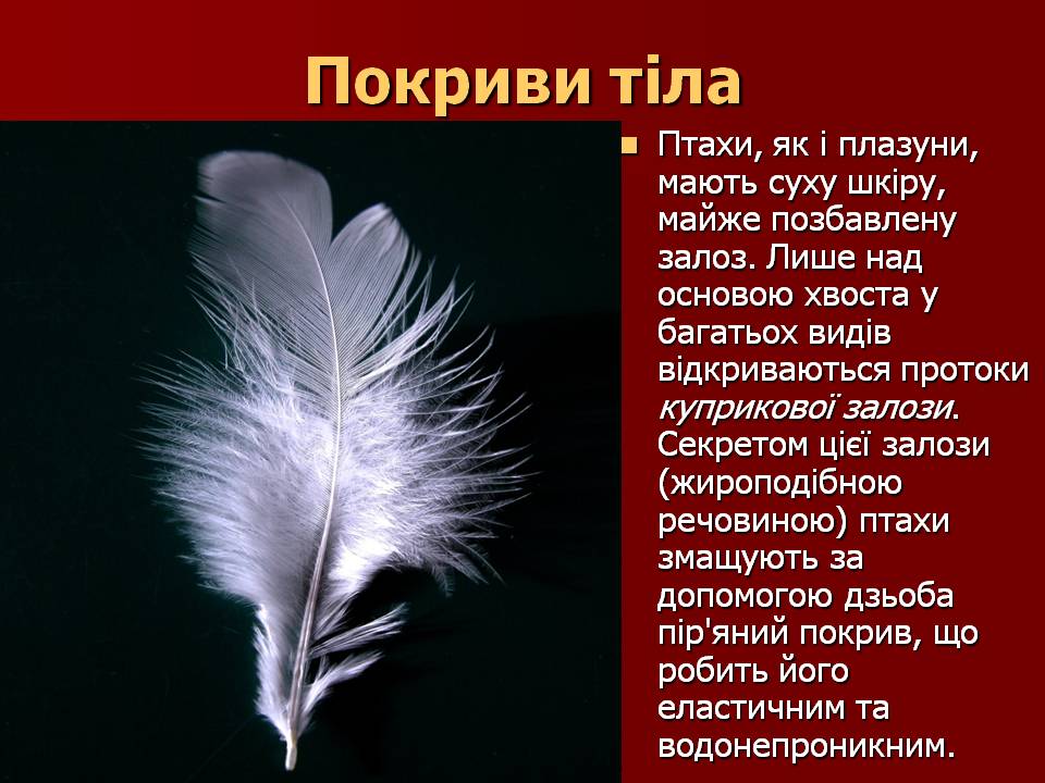 Птахи by Pidgorodetska Olena - Ourboox.com