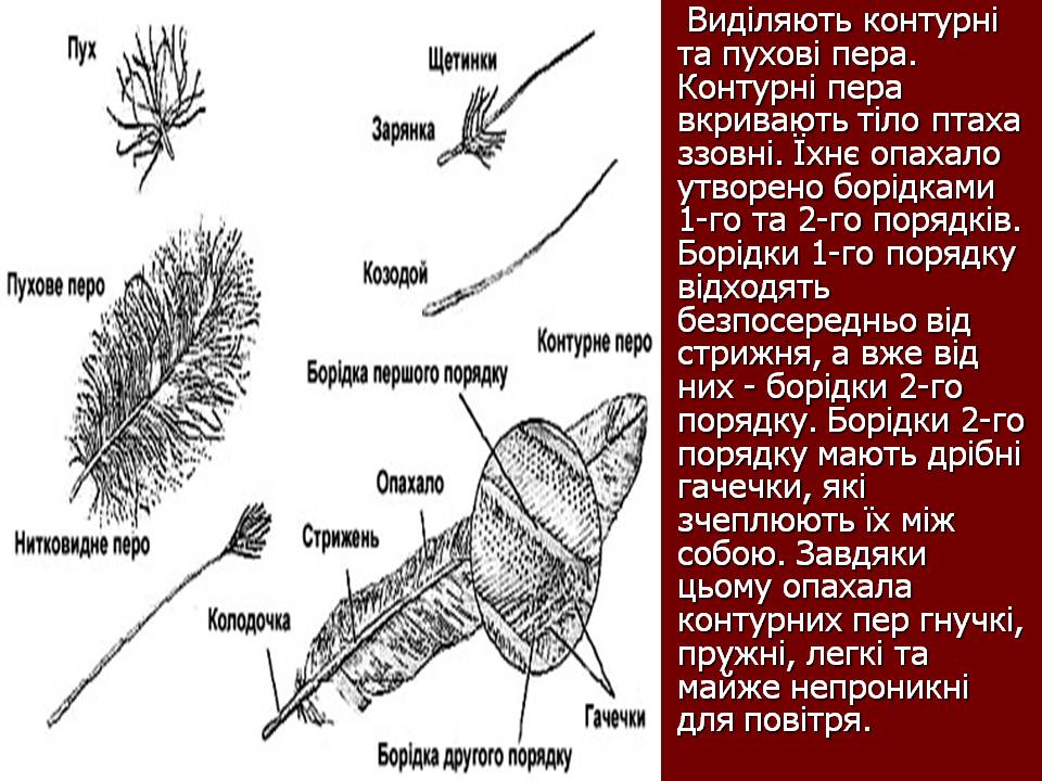 Птахи by Pidgorodetska Olena - Ourboox.com