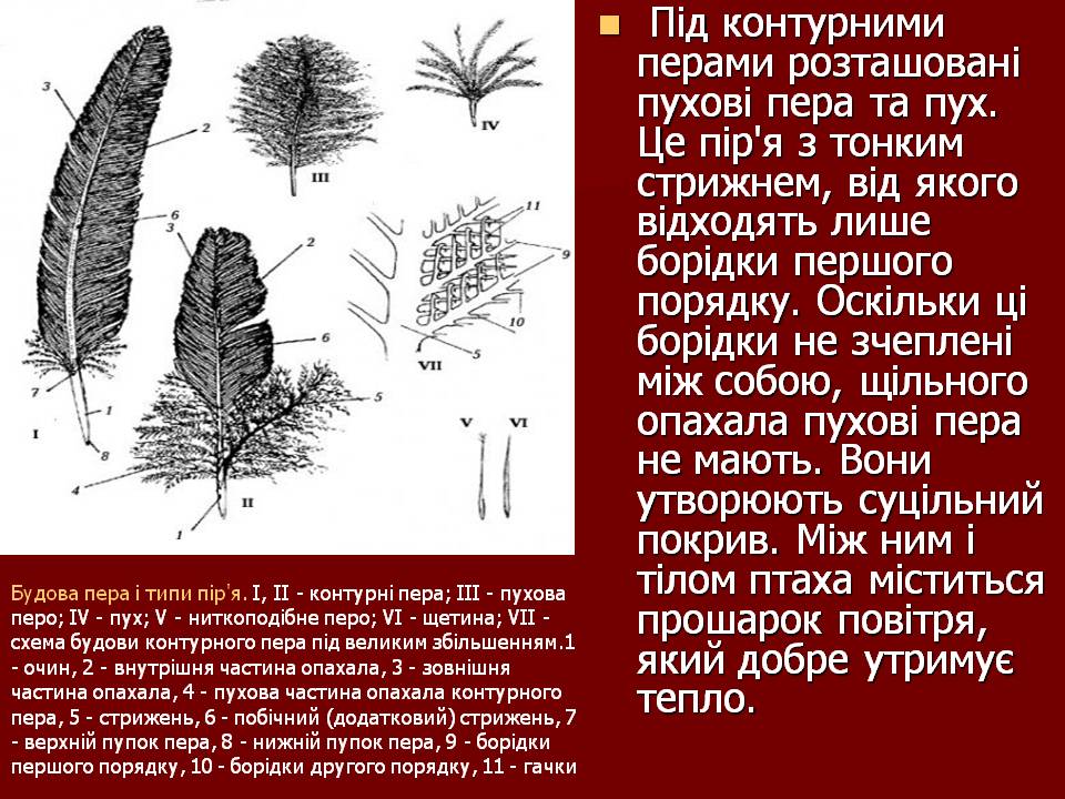 Птахи by Pidgorodetska Olena - Ourboox.com