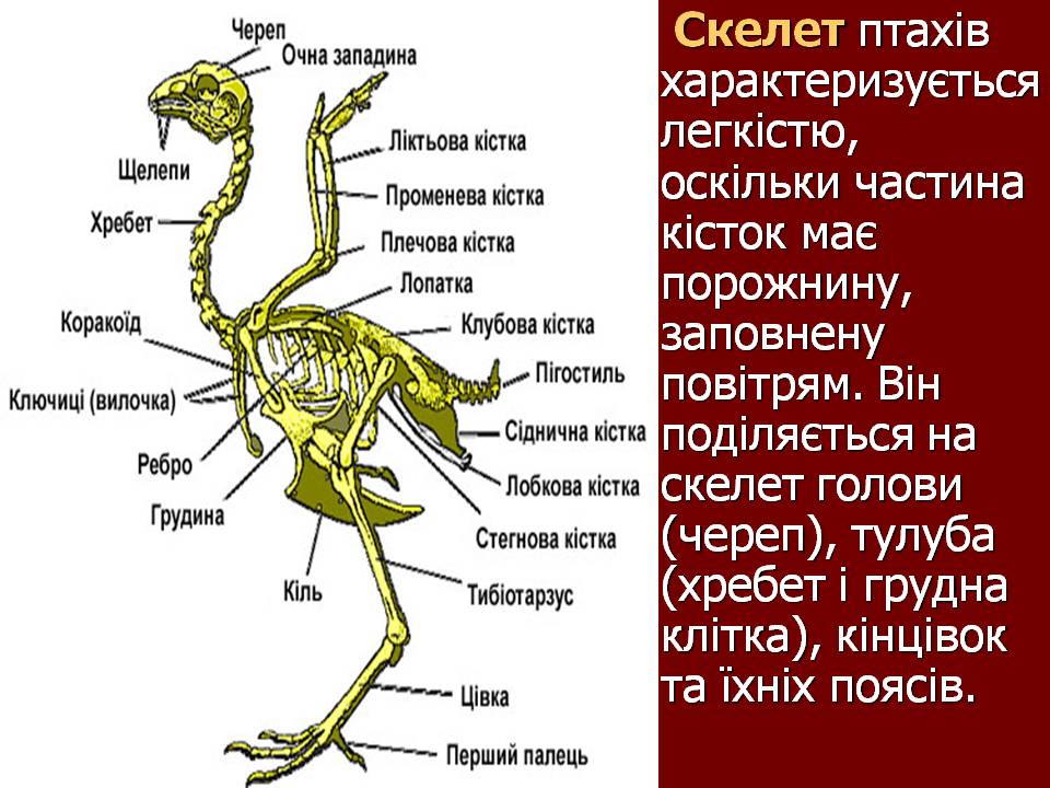 Птахи by Pidgorodetska Olena - Ourboox.com
