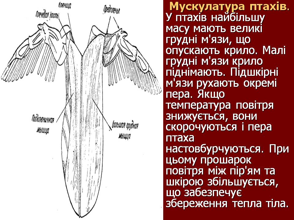 Птахи by Pidgorodetska Olena - Ourboox.com