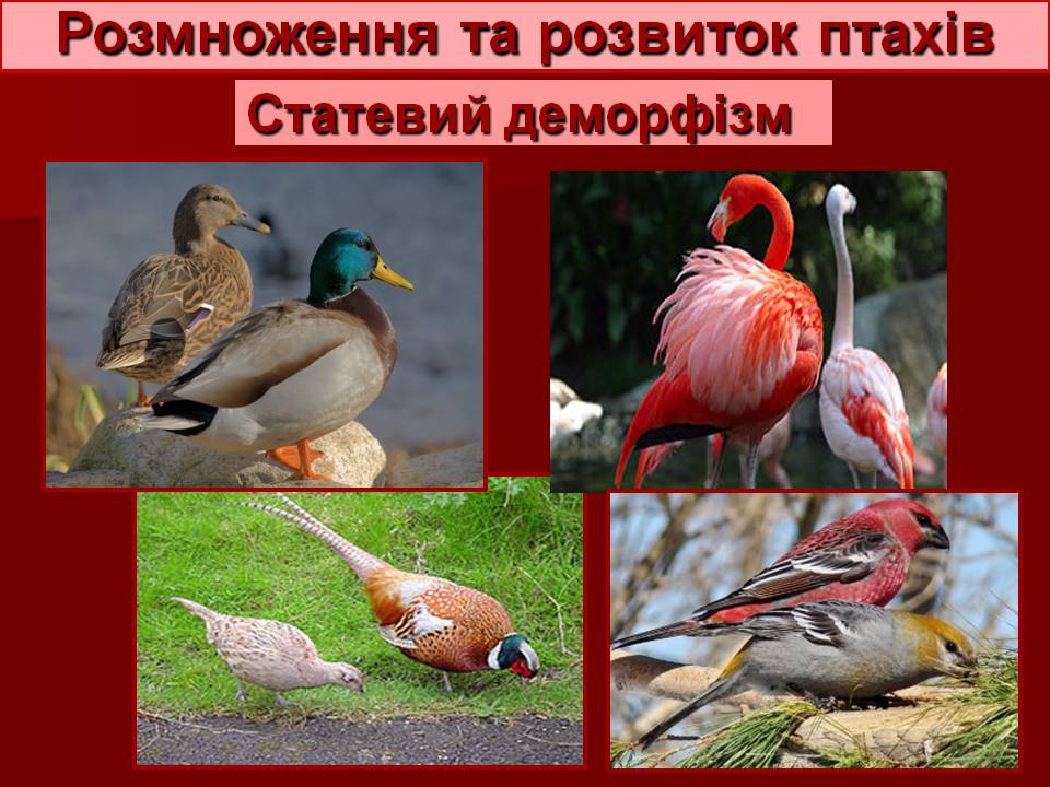 Птахи by Pidgorodetska Olena - Ourboox.com