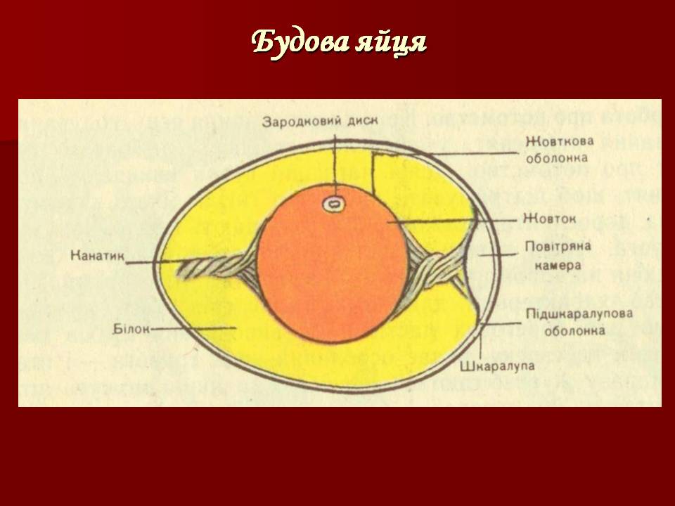 Птахи by Pidgorodetska Olena - Ourboox.com