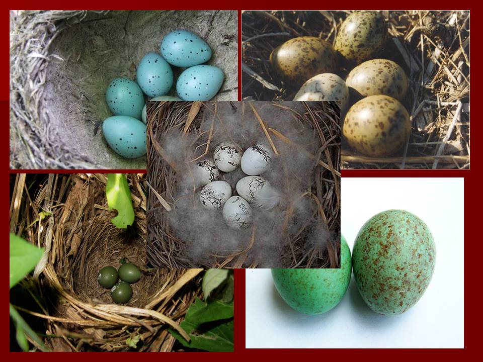 Птахи by Pidgorodetska Olena - Ourboox.com