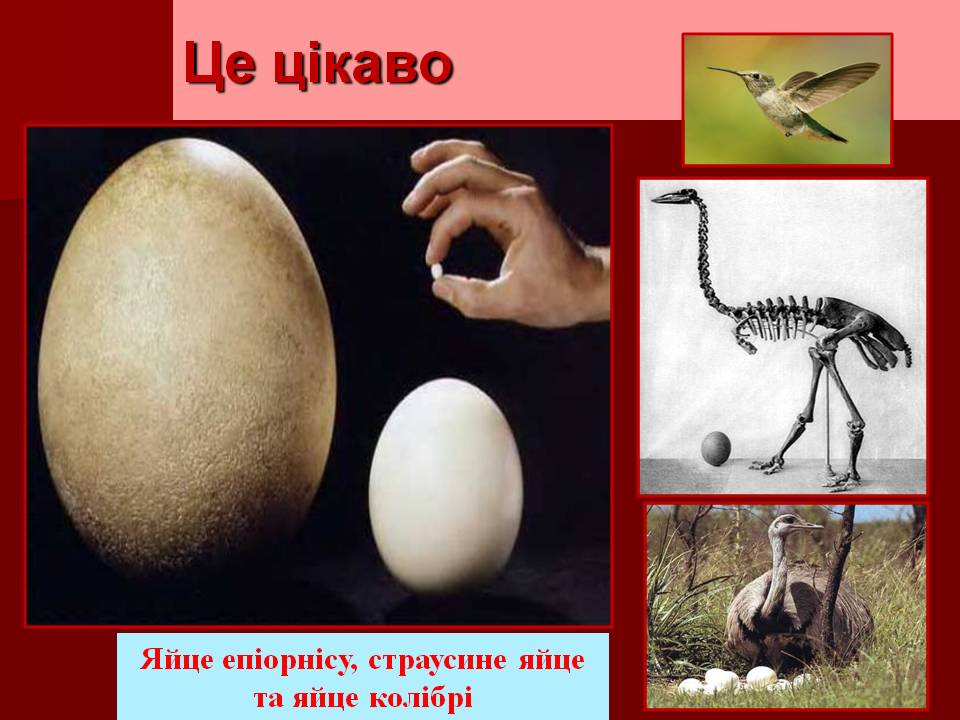 Птахи by Pidgorodetska Olena - Ourboox.com