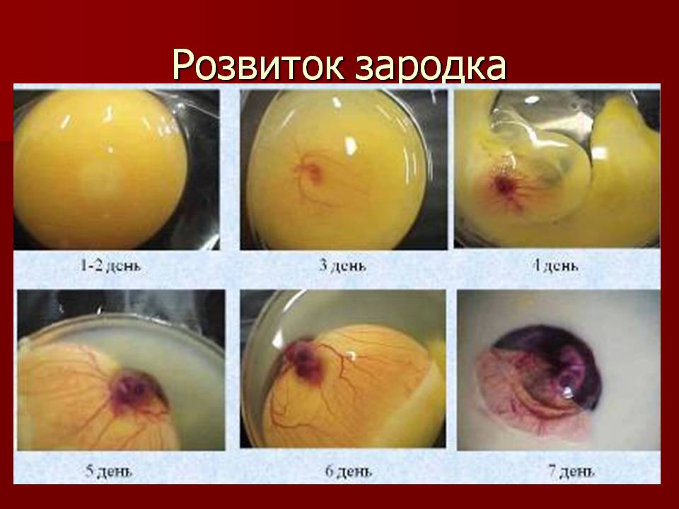 Птахи by Pidgorodetska Olena - Ourboox.com