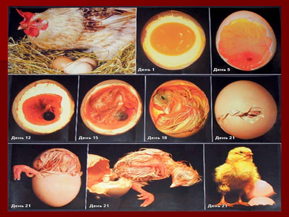 Птахи by Pidgorodetska Olena - Ourboox.com