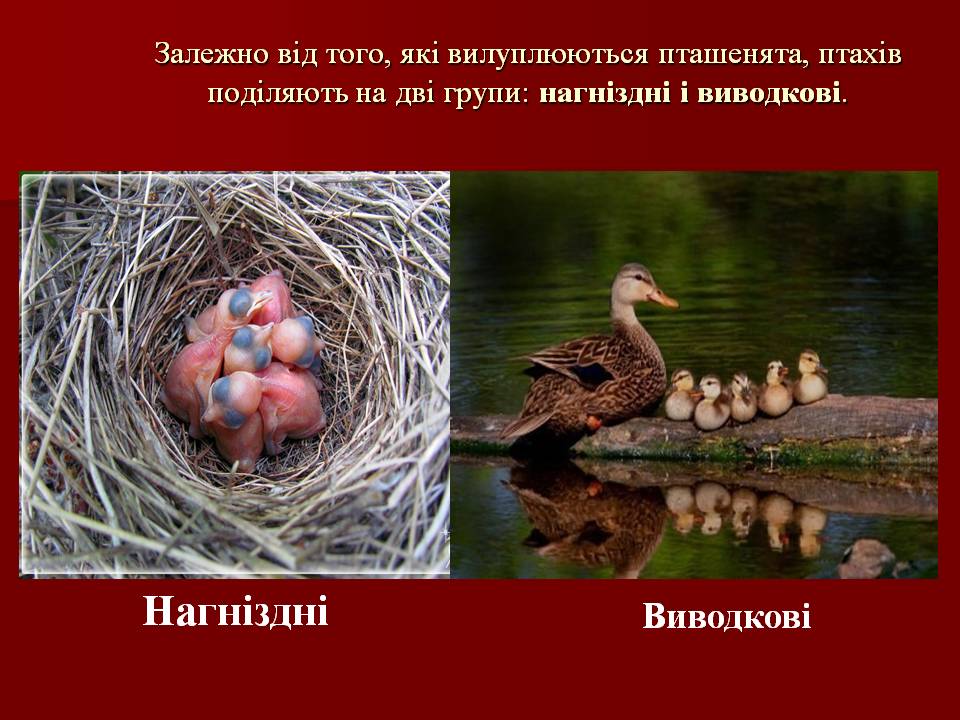 Птахи by Pidgorodetska Olena - Ourboox.com