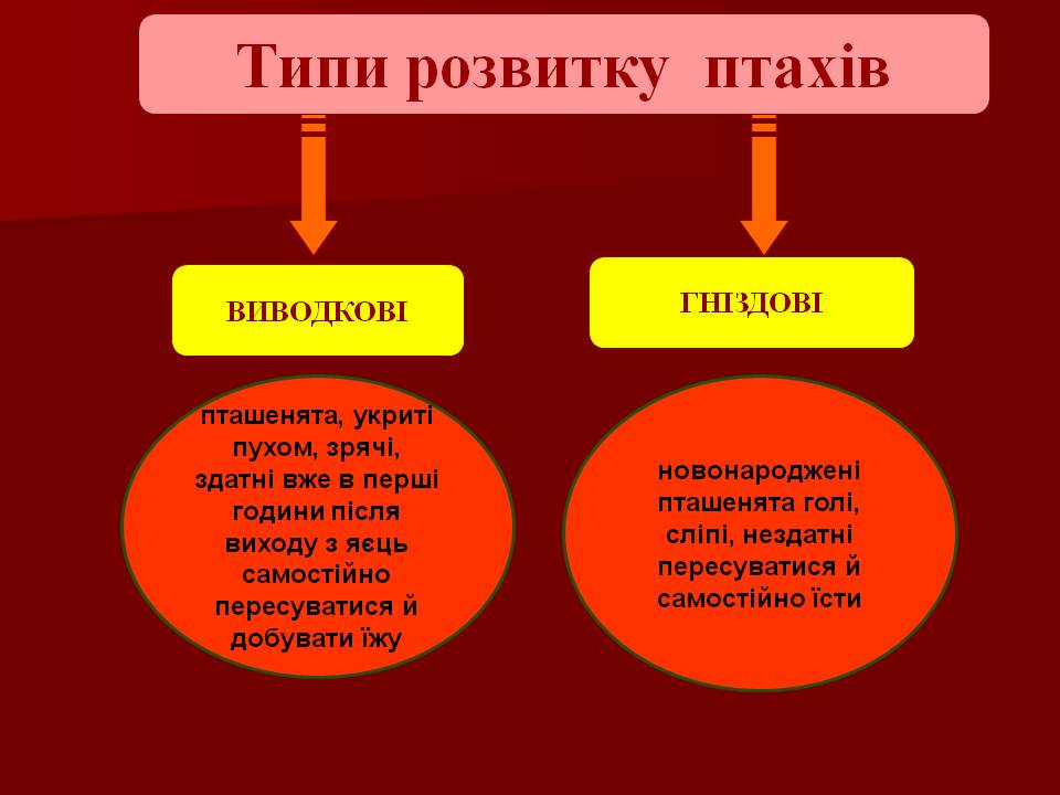 Птахи by Pidgorodetska Olena - Ourboox.com