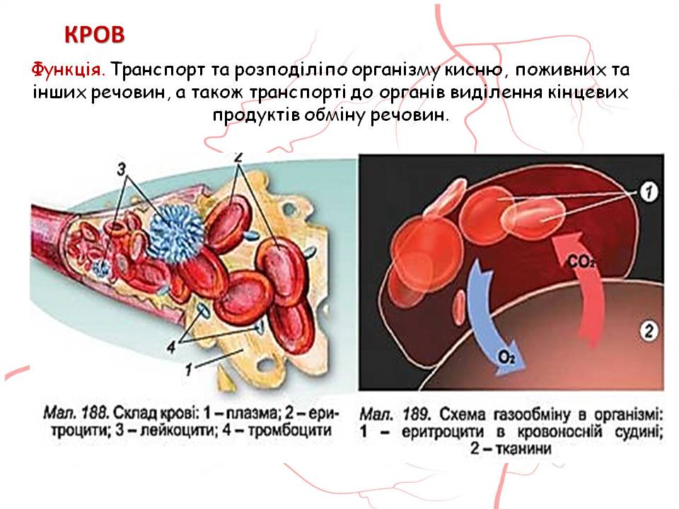 Кров 7клас by Pidgorodetska Olena - Ourboox.com